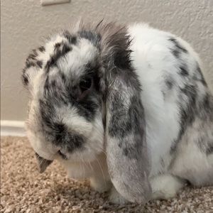 Meet your Posher, Donita